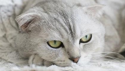 开云登录入口-2021世俱杯日本上演 不代表新版世俱杯离开中国