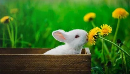 开云-爱游戏-张稀哲谈留洋：不理解球员为啥要参加车展；德布劳内非常顶级